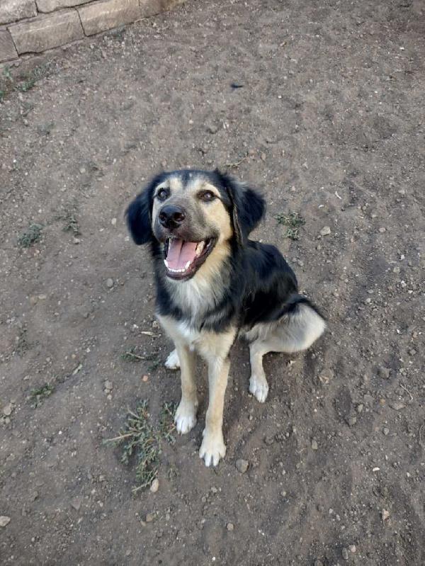 Ciao a tutti da Remì.! Splendido Simil Pastore di 9 mesi (Catania) Foto 2
